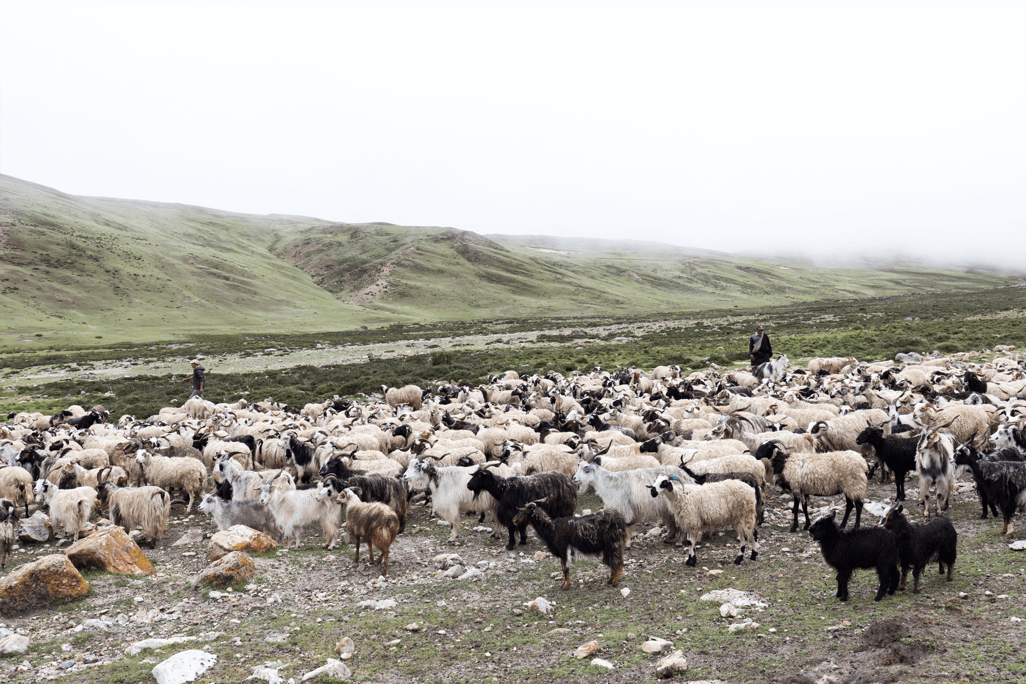 Schaf- und Ziegenherde in den nebligen Gebirge Nepals in ihrer natürlichen Umgebung - Geba Teppich